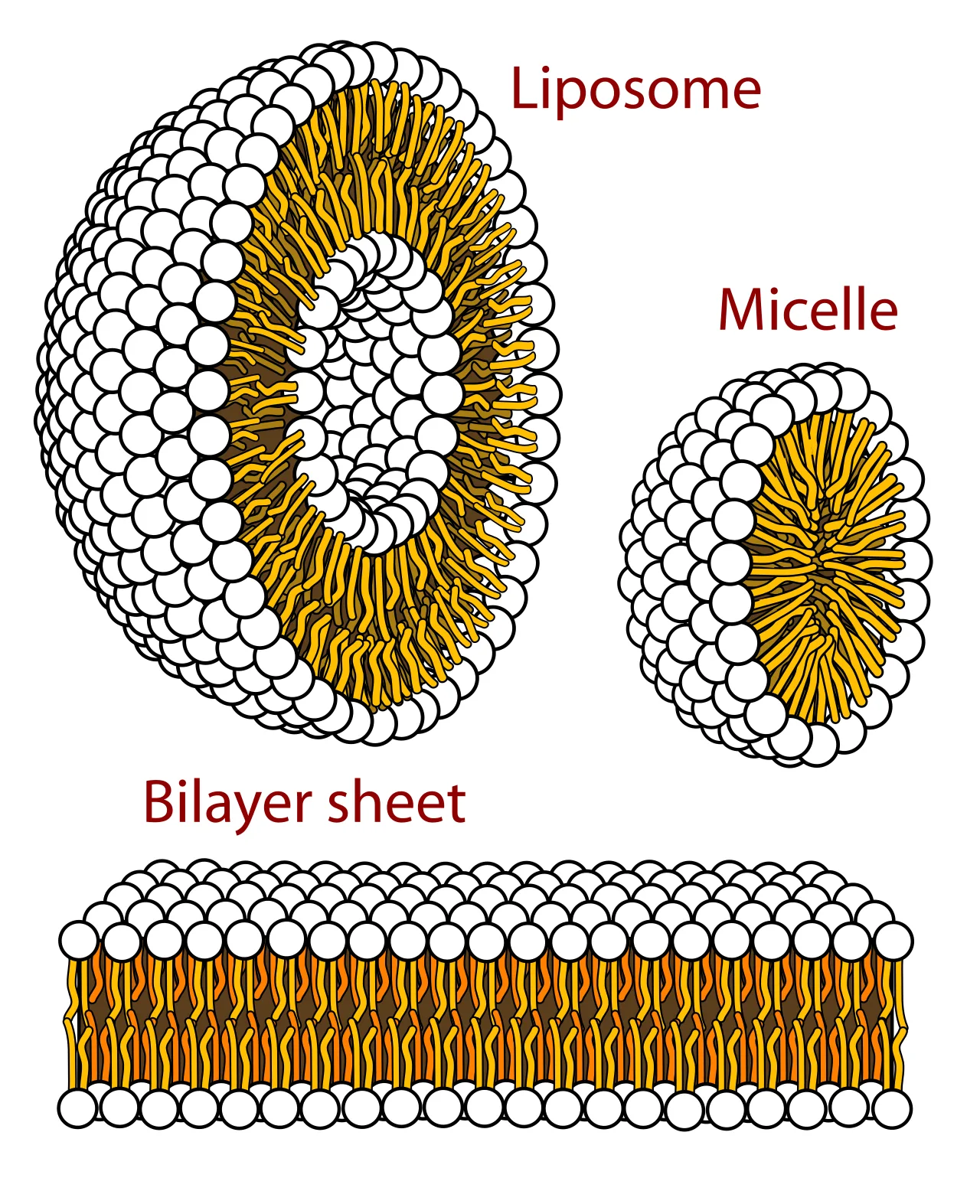 The three main structures composed of phospholipids form spontaneously by self-assembly in solution: the liposome (a clo