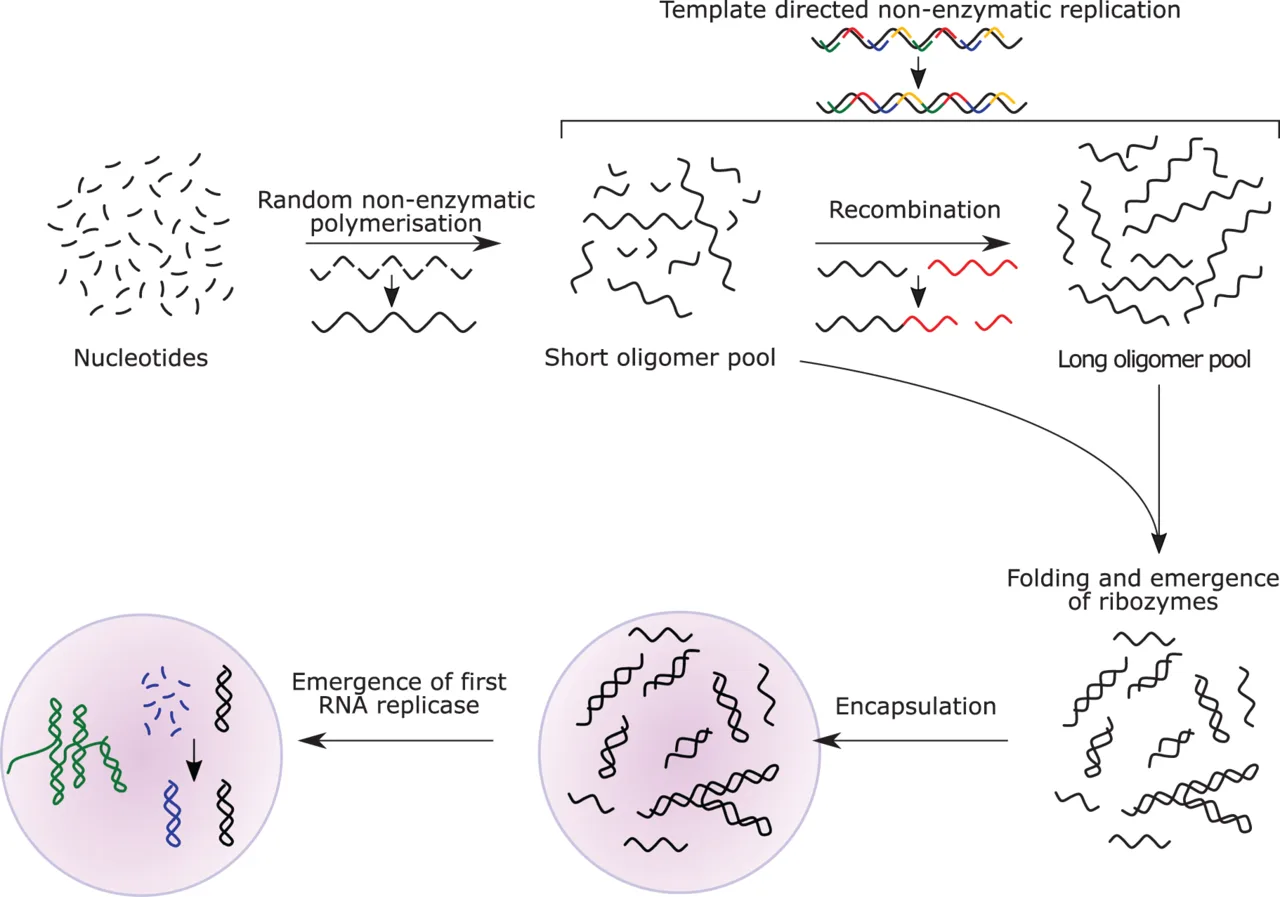 The RNA world hypothesis proposes that undirected polymerisation led to the emergence of ribozymes, and in turn to an RN