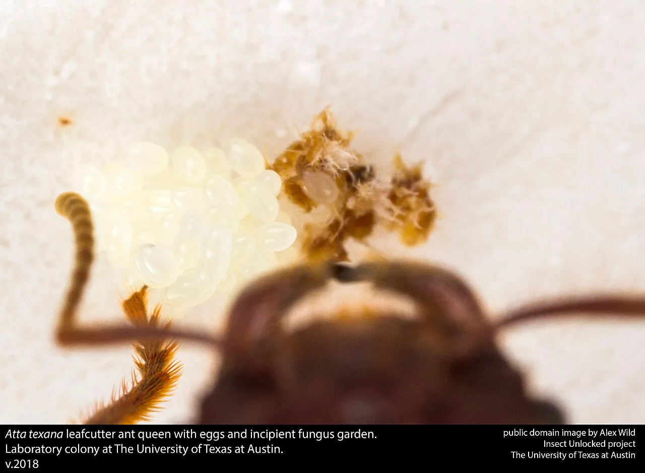 Until the first generation of the new colony is born and matures, the queen will have to cultivate the fungus herself. W