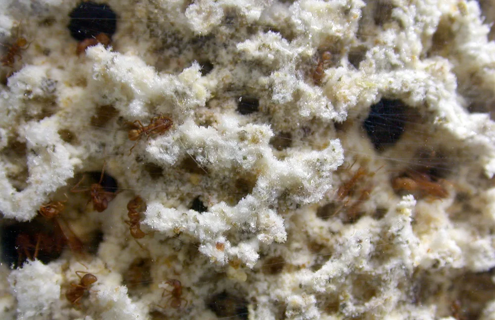Atta, "higher attine" ants and their cultivar fungus