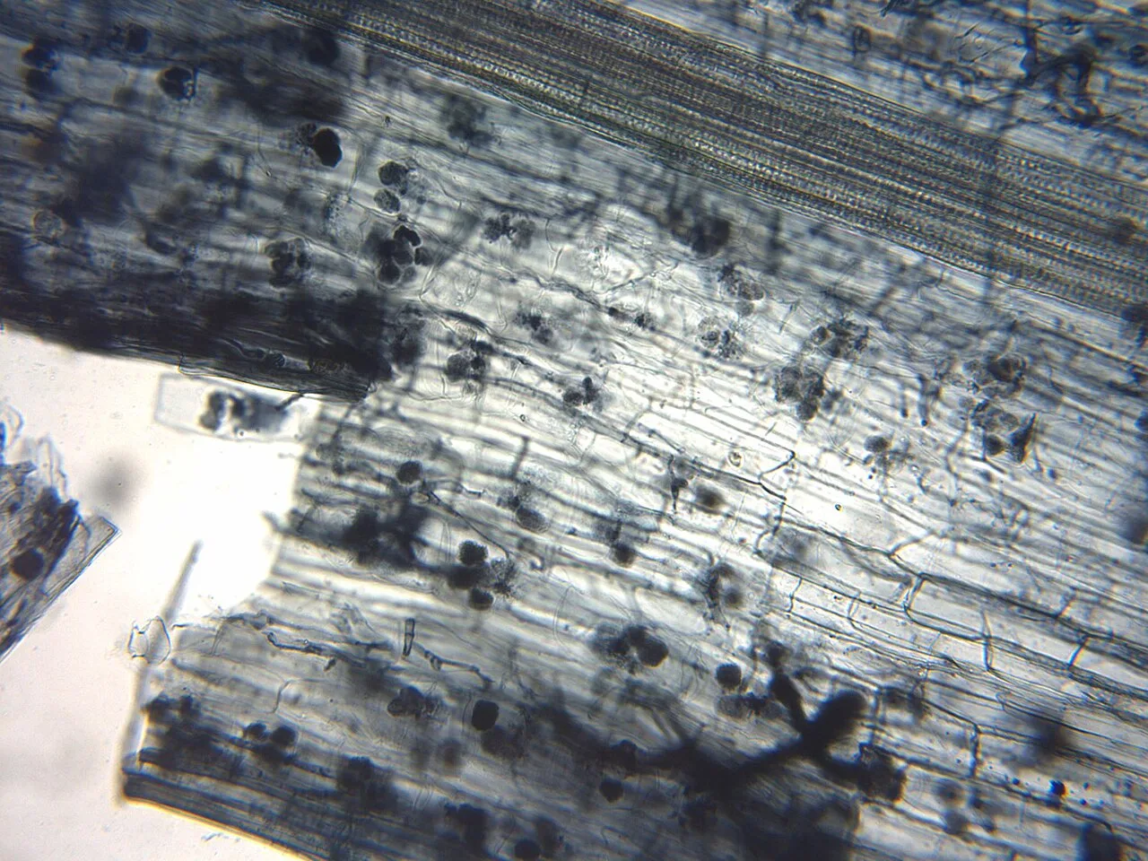 Flax root cortical cells containing paired arbuscules