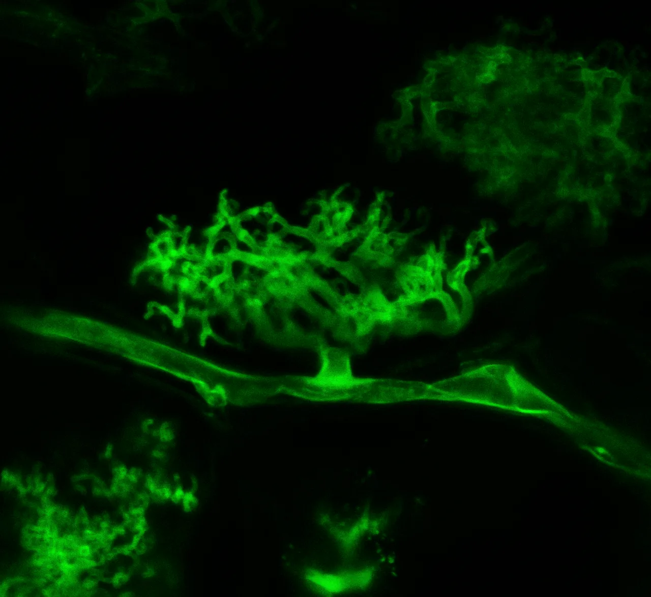 A fluorescent microscopy image of a fungal arbuscule stained with WGA and Alexa Fluor