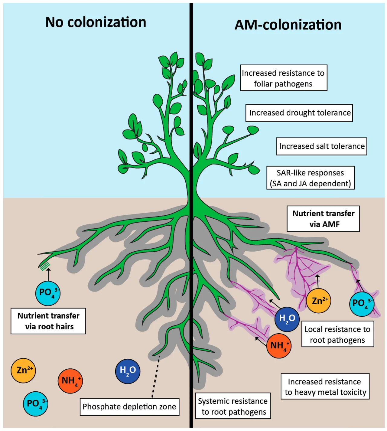 Positive effects of arbuscular mycorrhizal (AM) colonization The hyphal network of arbuscular mycorrhizal fungi (AMF) ex