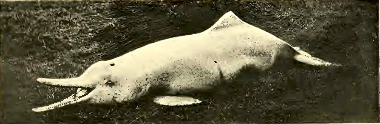 1918 Miller A new river-dolphin from China Fig. 2a