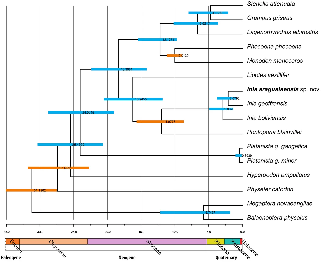 Relationships of the baiji (Lipotes) compared to other dolphins