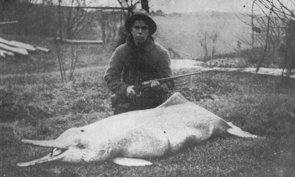 Baiji killed by Charles Hoy in 1914