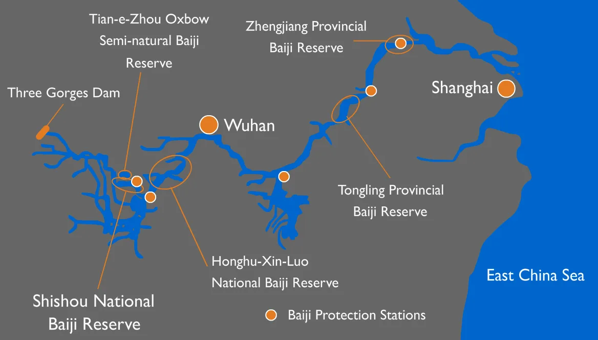 Conservation efforts of the baiji along the Yangtze River