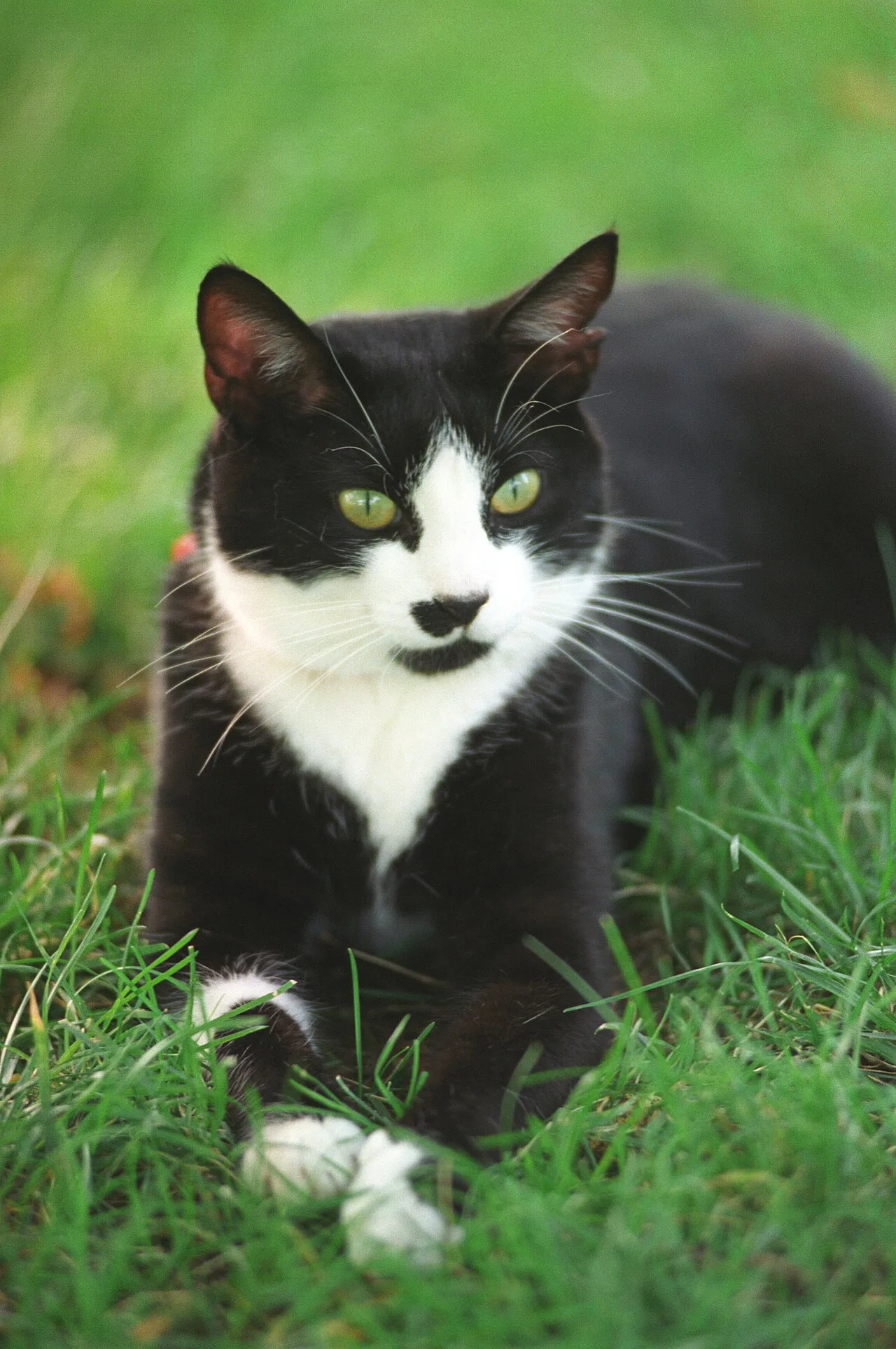 Chelsea Clinton's cat Socks (1989–2009) lived in the White House from 1993 to 2001. Socks was a bicolor cat with low-gra
