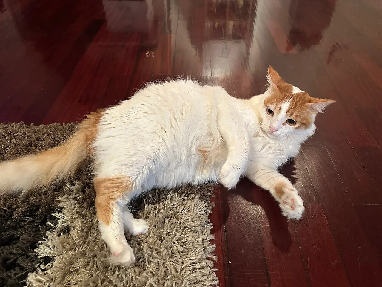 A van-patterned red tabby-and-white Turkish Van cat