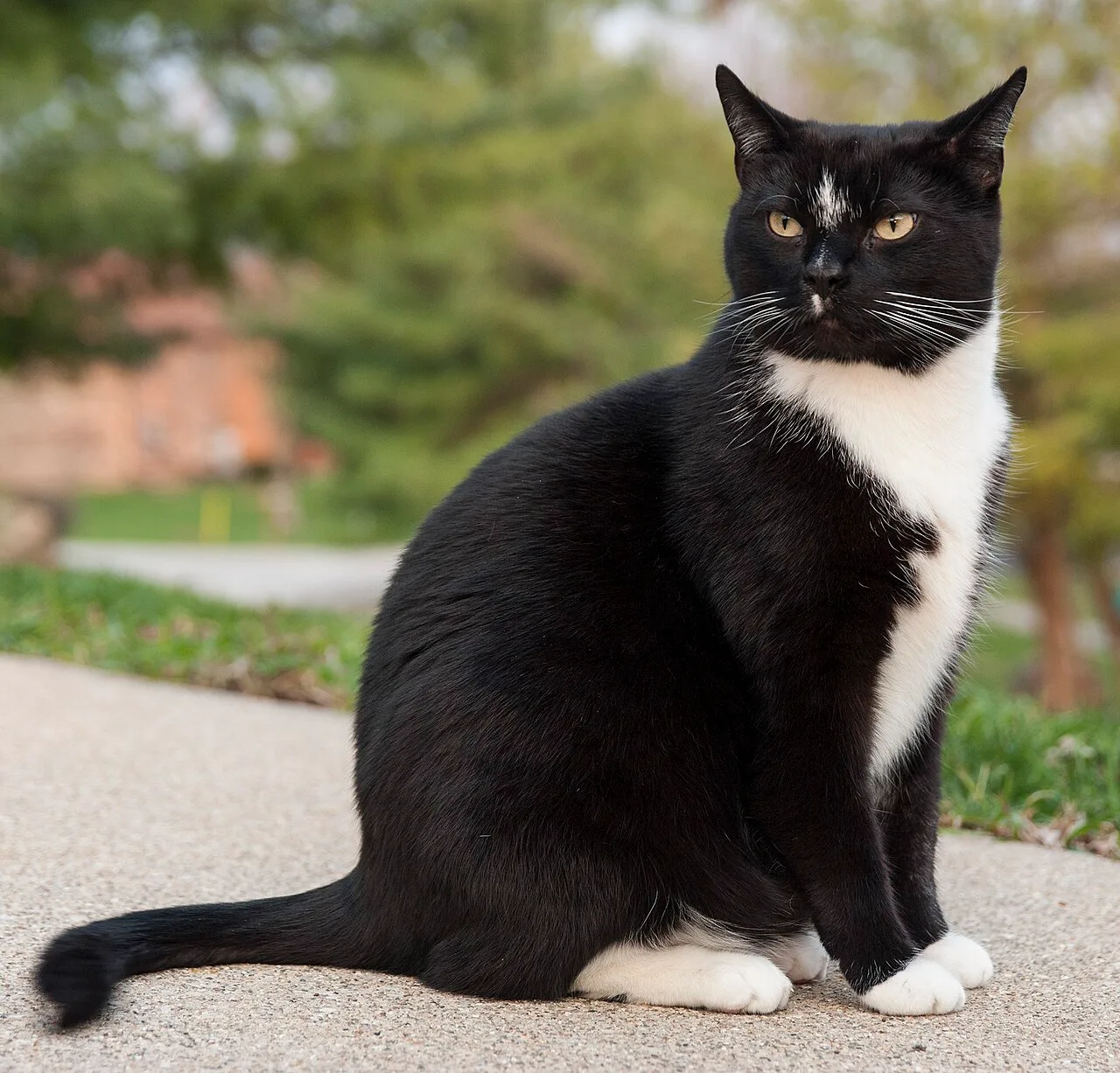 A tuxedo patterned black-and-white cat