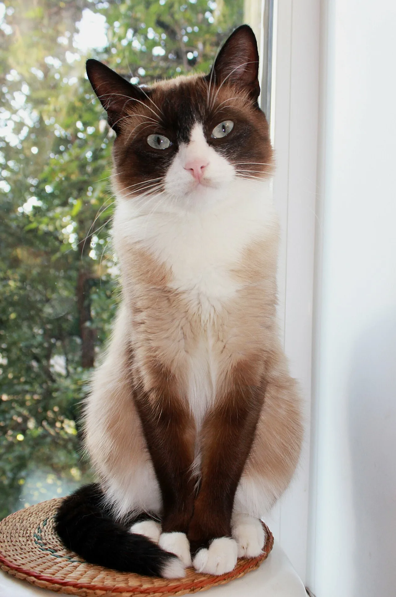 A Snowshoe cat showing the Snowshoe pattern