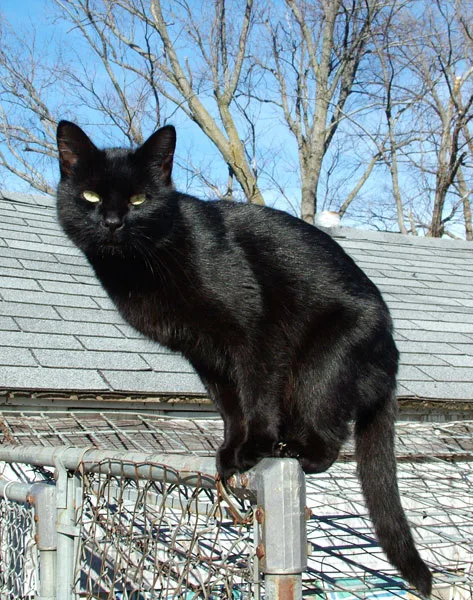 A black cat perched on a fence pole, looking at the camera.