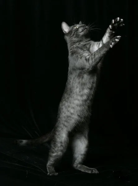 Black smoke Egyptian Mau