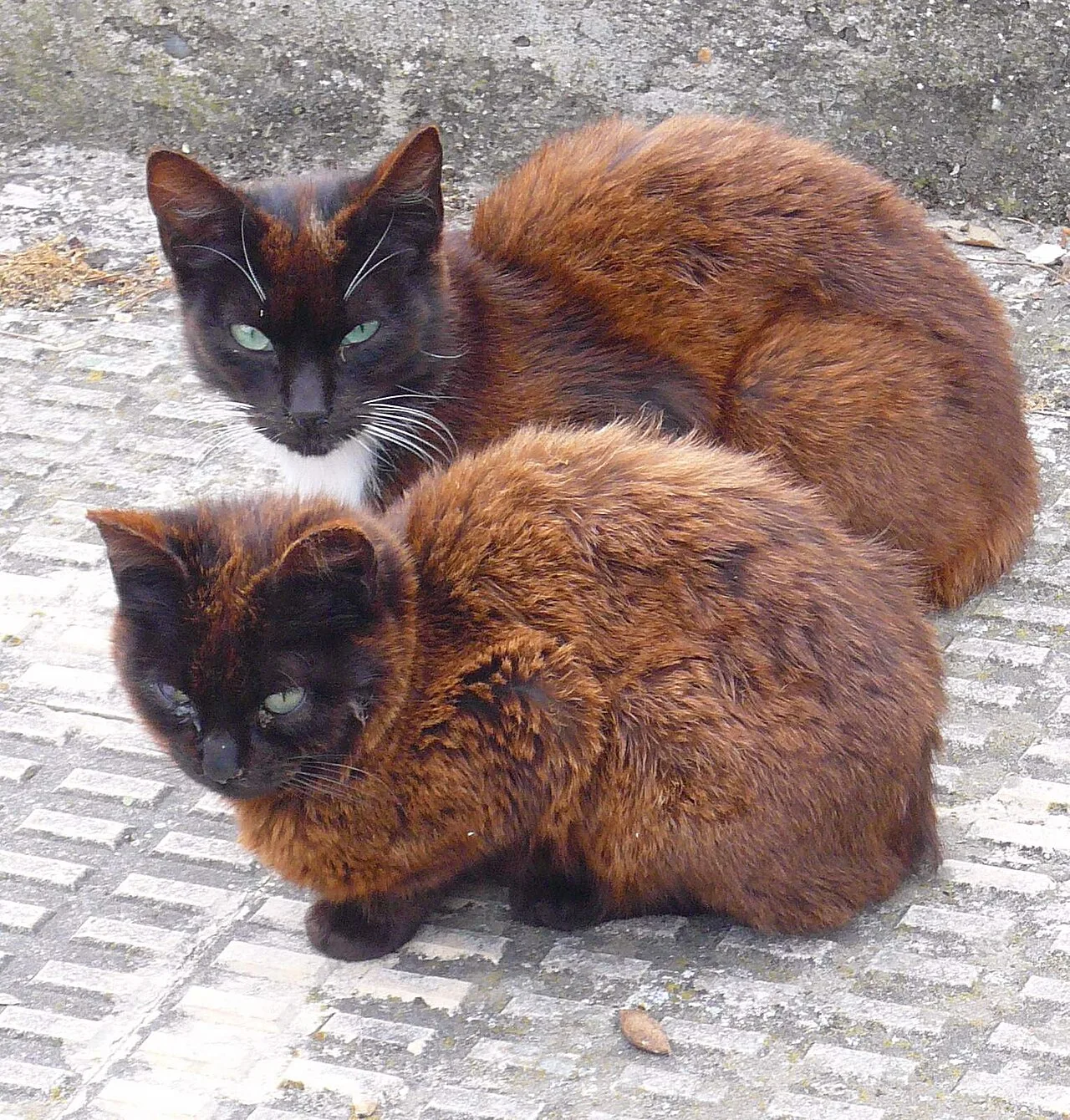 Two black cats "rusting" (coat turning a lighter brown shade) in sunlight