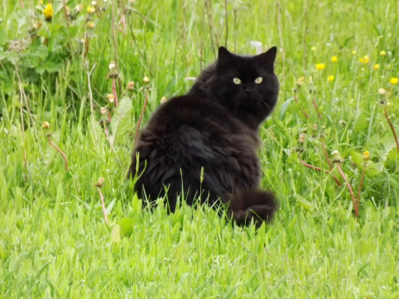 Black cat with long hair sitting in a field of grasses.