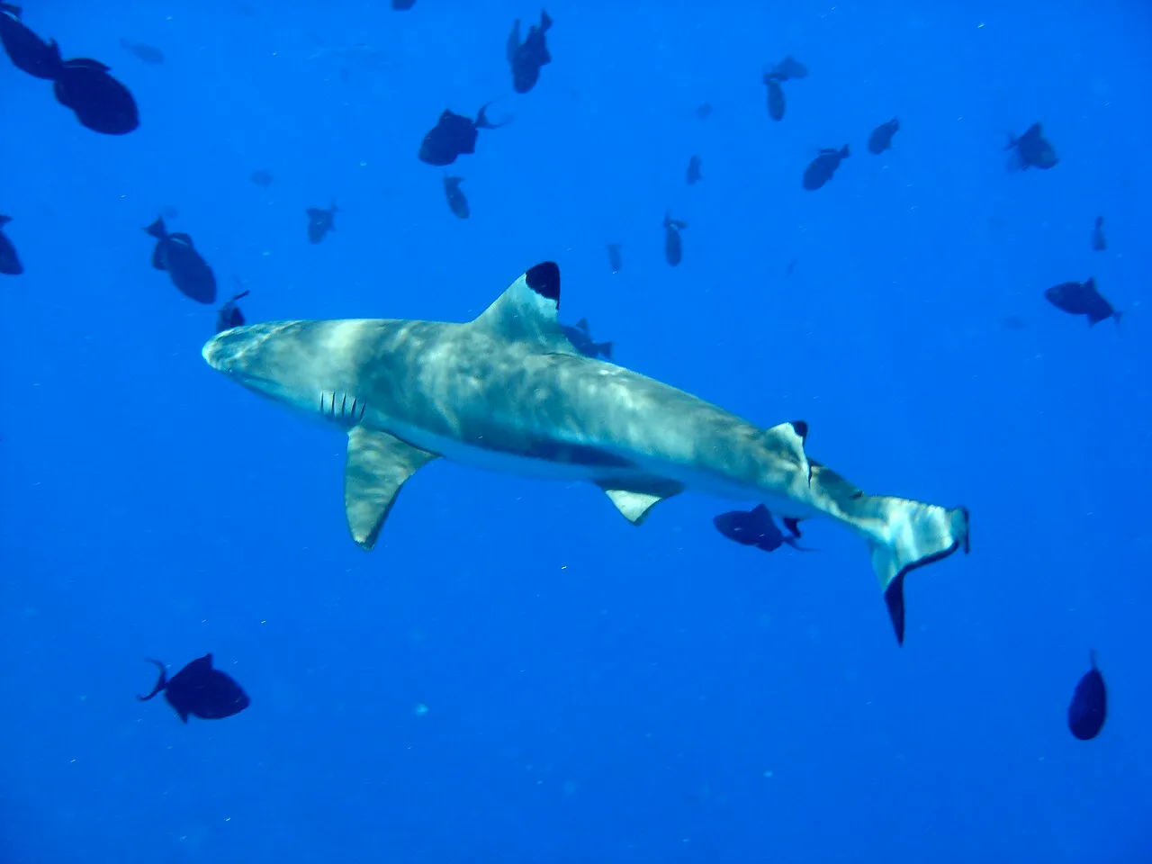 Blacktip reef shark (Carcharhinus melanopterus) at Bora Bora