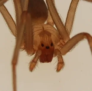 The brown recluse has three pairs of eyes, unlike most spiders with four pairs of eyes.