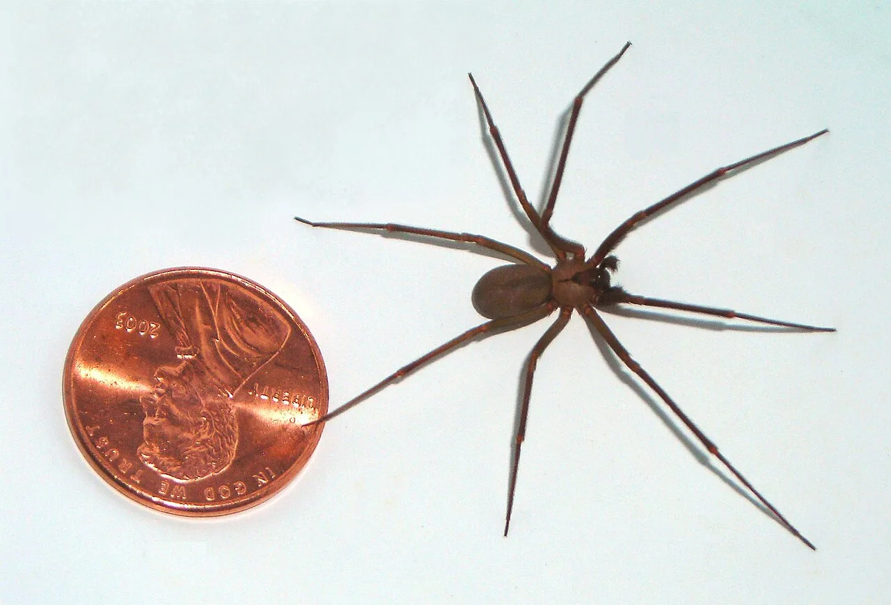 A large brown recluse compared to a US penny (diameter 0.75 inches or 19 millimetres)