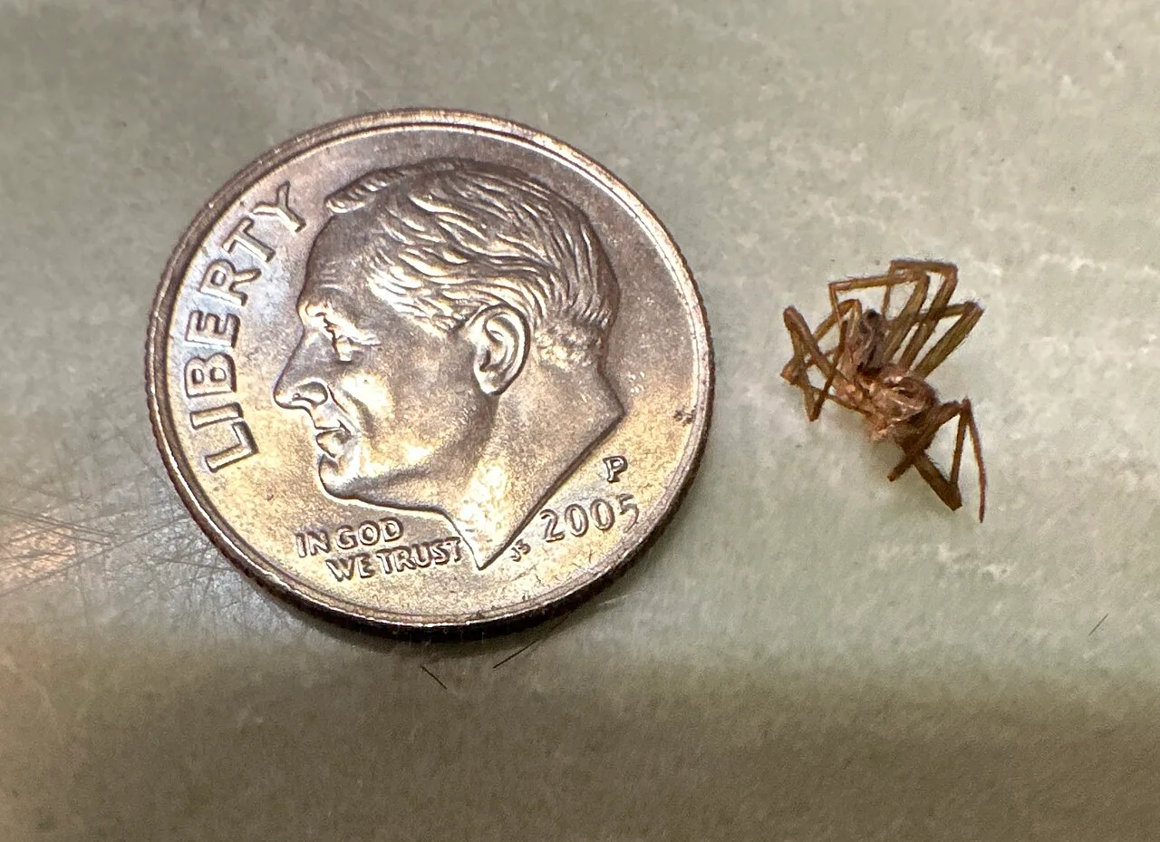 Brown recluse that caused bite