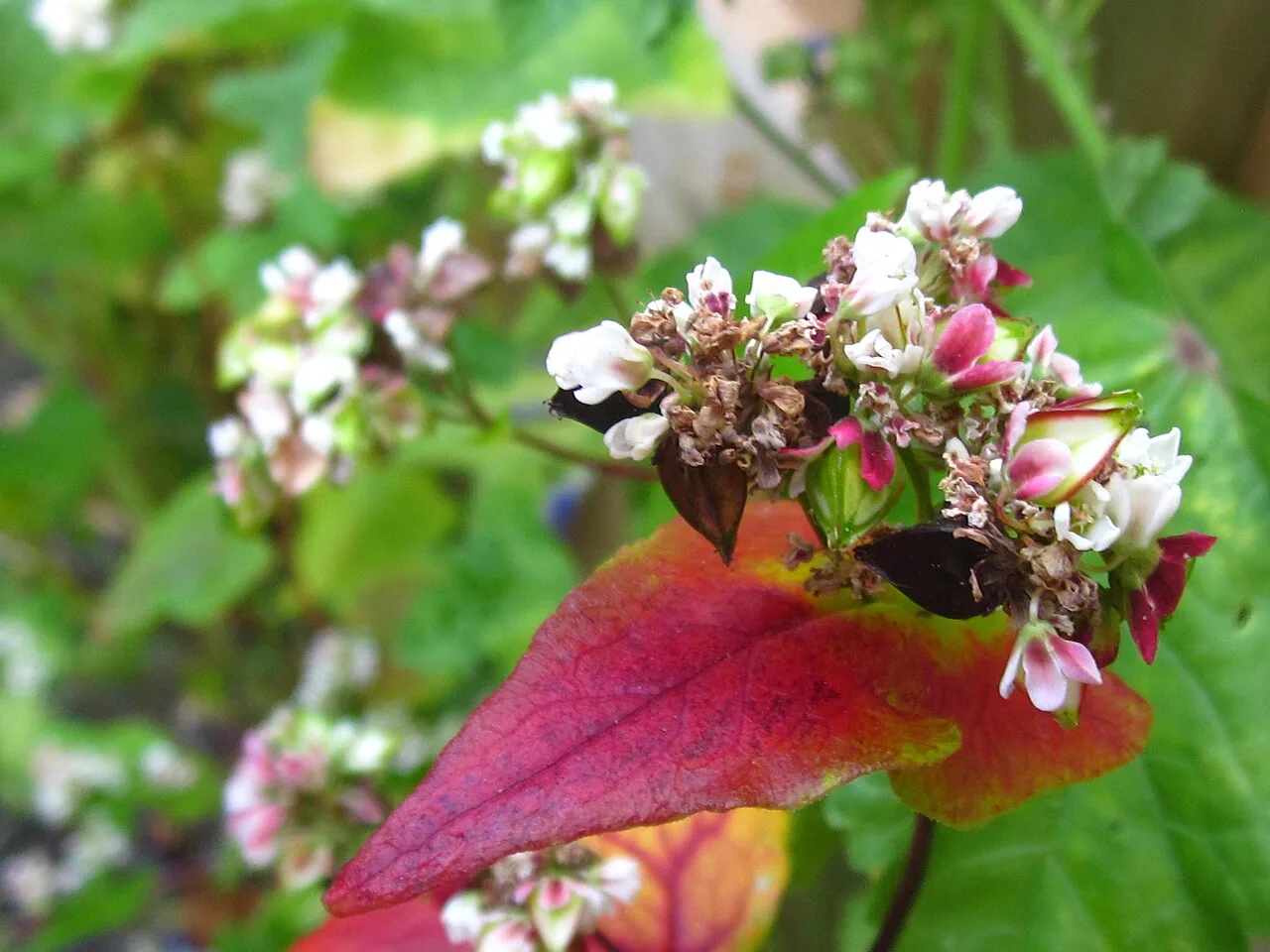 Buckwheat with flowers, ripe and unripe seeds