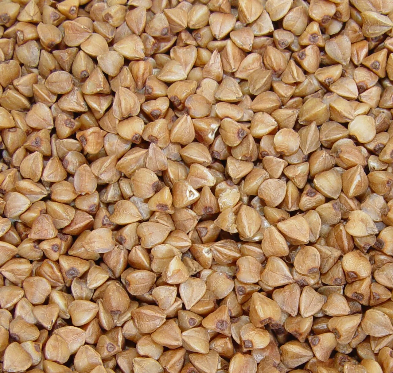 Kasha, hulled roasted buckwheat cereal of Poland