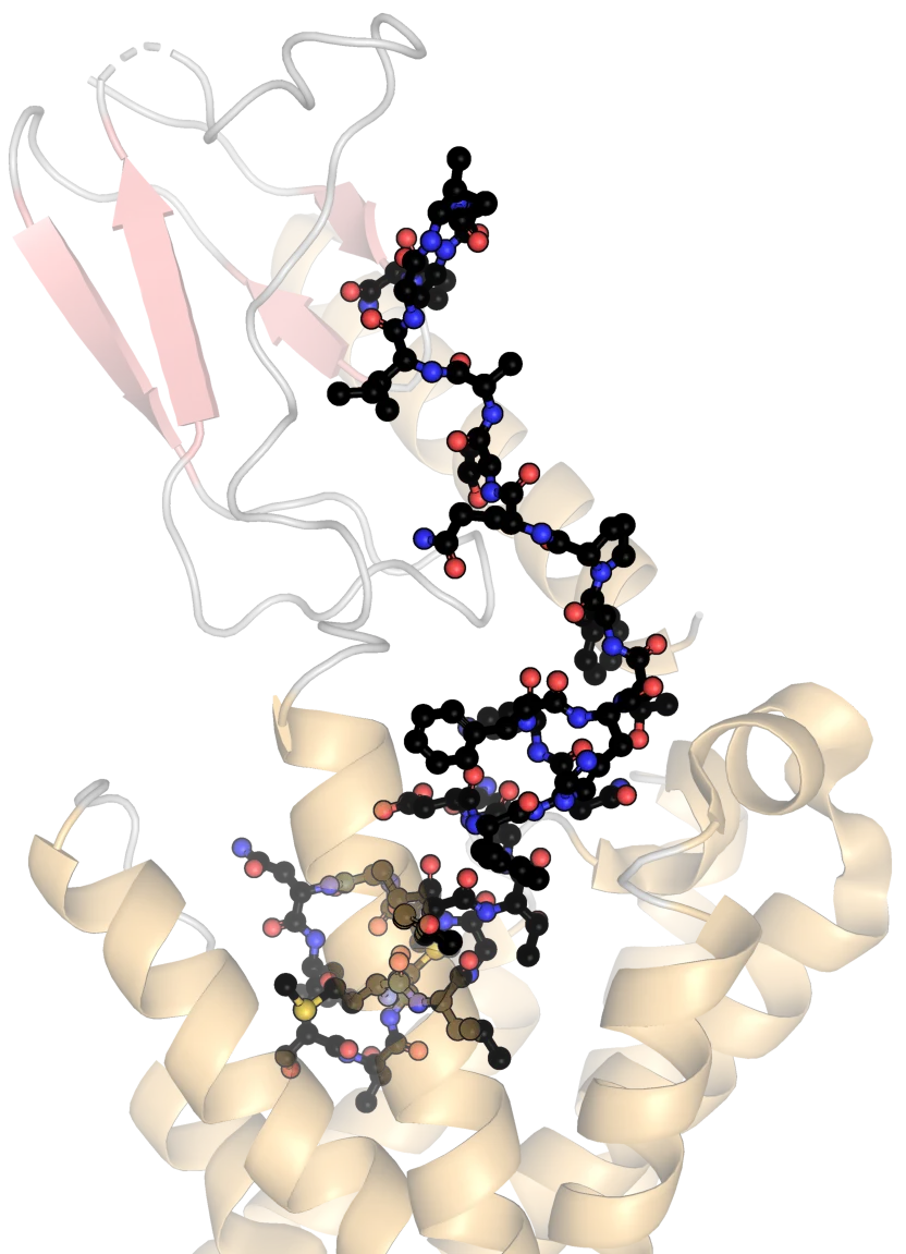 Human calcitonin bound to receptor PDB 7TYO