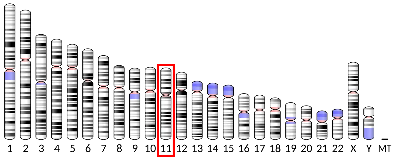 Chromosome 11 (human)