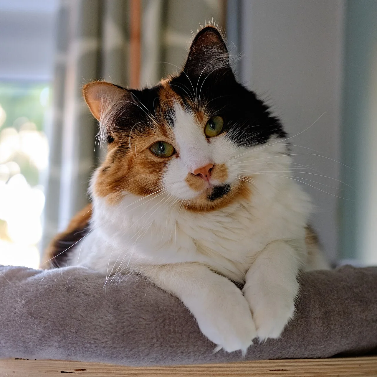 A long-haired adult calico cat