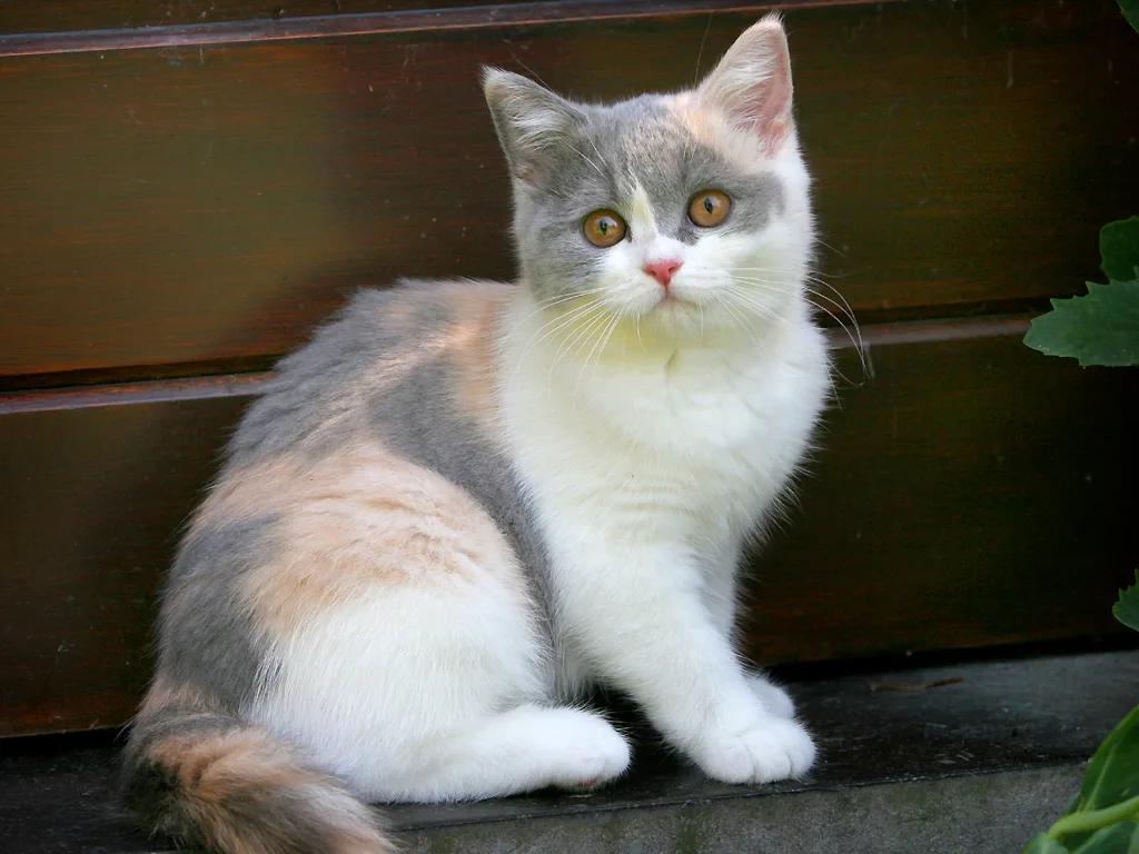 Calico cat of blue (diluted) tortoiseshell and white