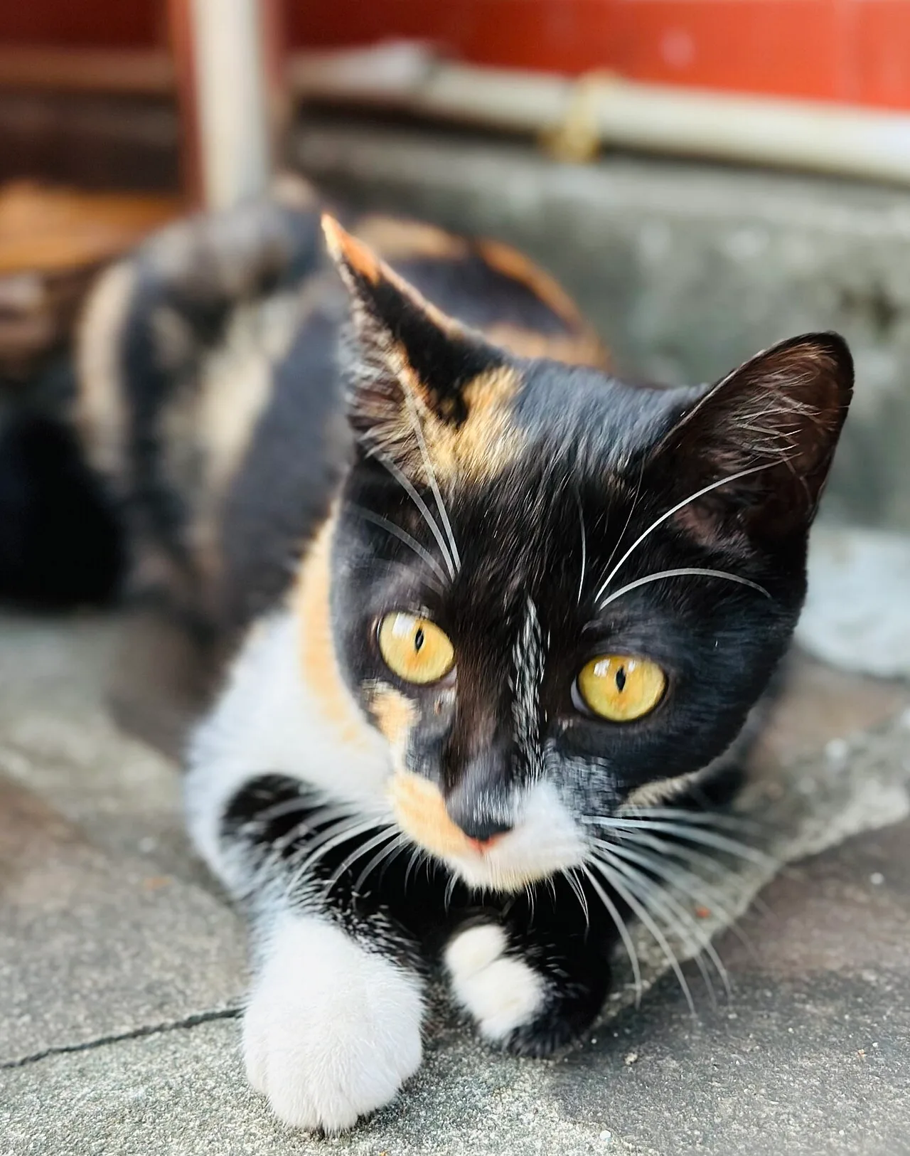Calico cat with predominantly black coloration