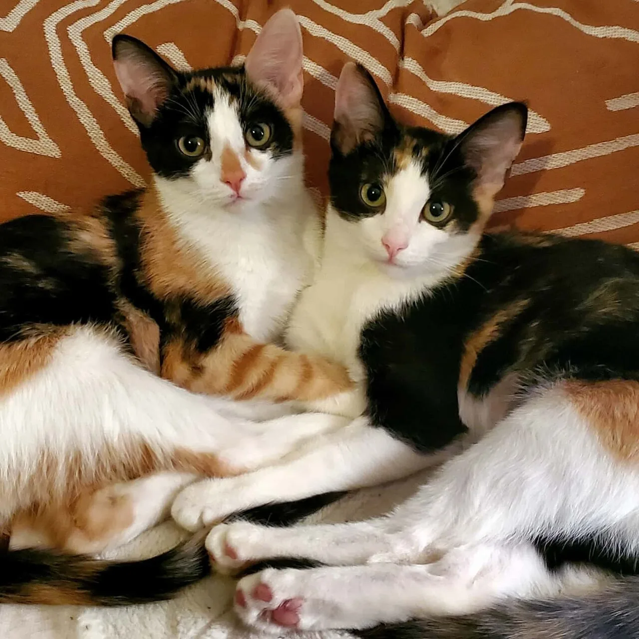 Calico cat sisters, demonstrating the variation in their coat patterns
