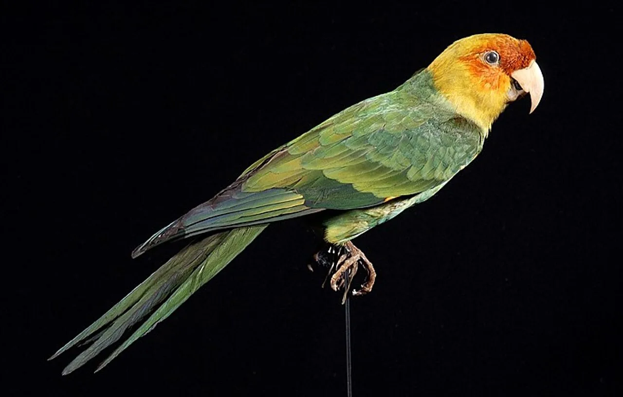 Naturalis Biodiversity Center - ZMA.AVES.3159 - Conuropsis carolinensis Linnaeus, 1758 - Psittacidae - skin specimen