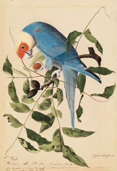 C. c. ludovicianus by John James Audubon
