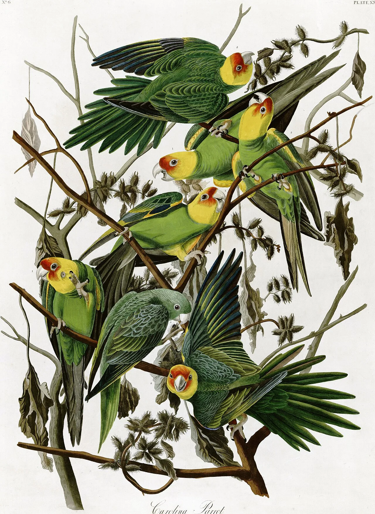 Illustration by John James Audubon