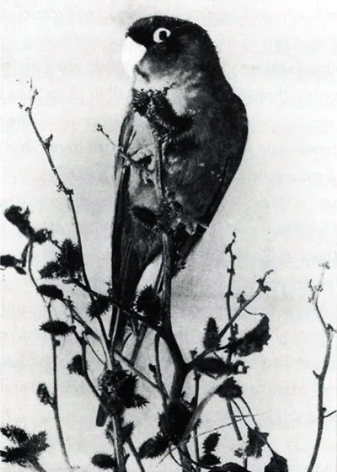This live captive bird was photographed by Robert Wilson Shufeldt around 1900.