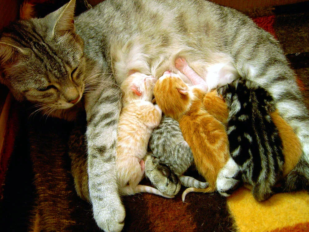 A tabby mother and her kittens, showing different colourations