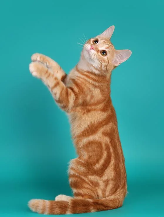 A male red tabby showing the XOY-phenotype