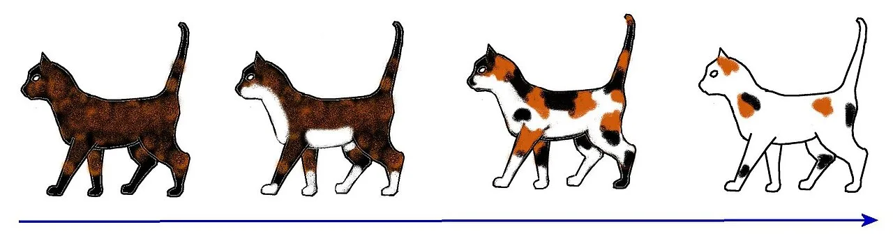Schematic presentation of how white spotting affects tortoiseshell colour distribution. As the amount of white spotting
