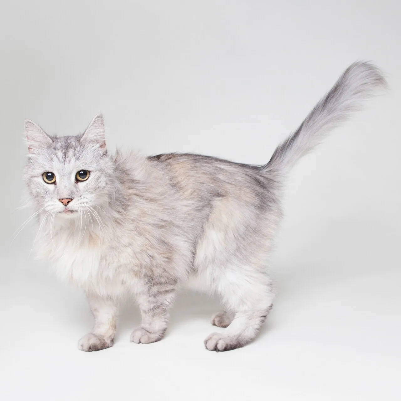 Black tortoiseshell silver shaded Domestic Longhair.