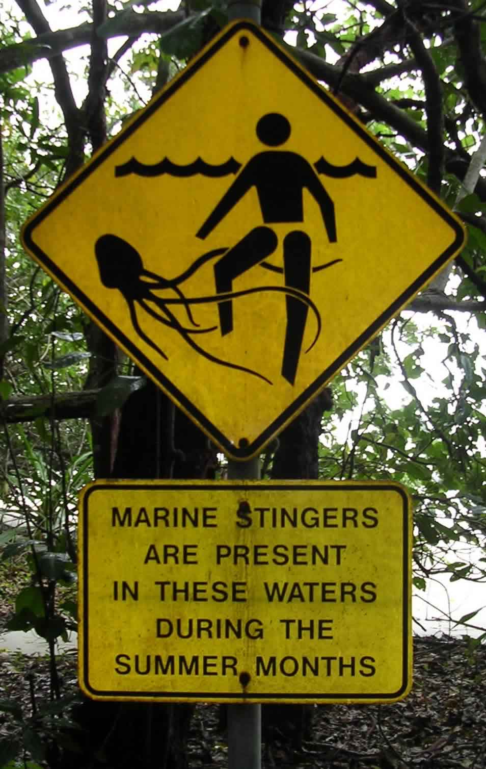 Box jellyfish warning signpost at a Cape Tribulation beach in Queensland, Australia