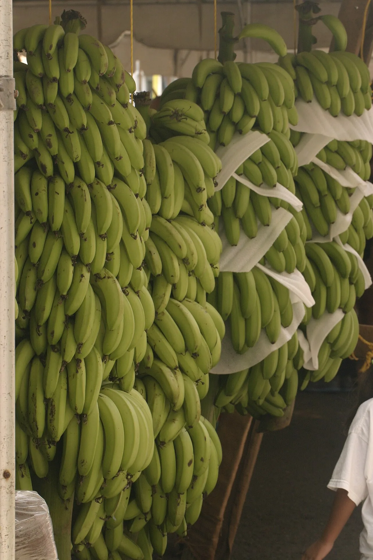 Large plaintains labeled for sale with stickers reading "BANACOL #4235 COLOMBIA", sold in Norway in what appears to be a cardboard box.