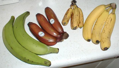 From left to right: plantain, red banana, apple banana, and Cavendish banana