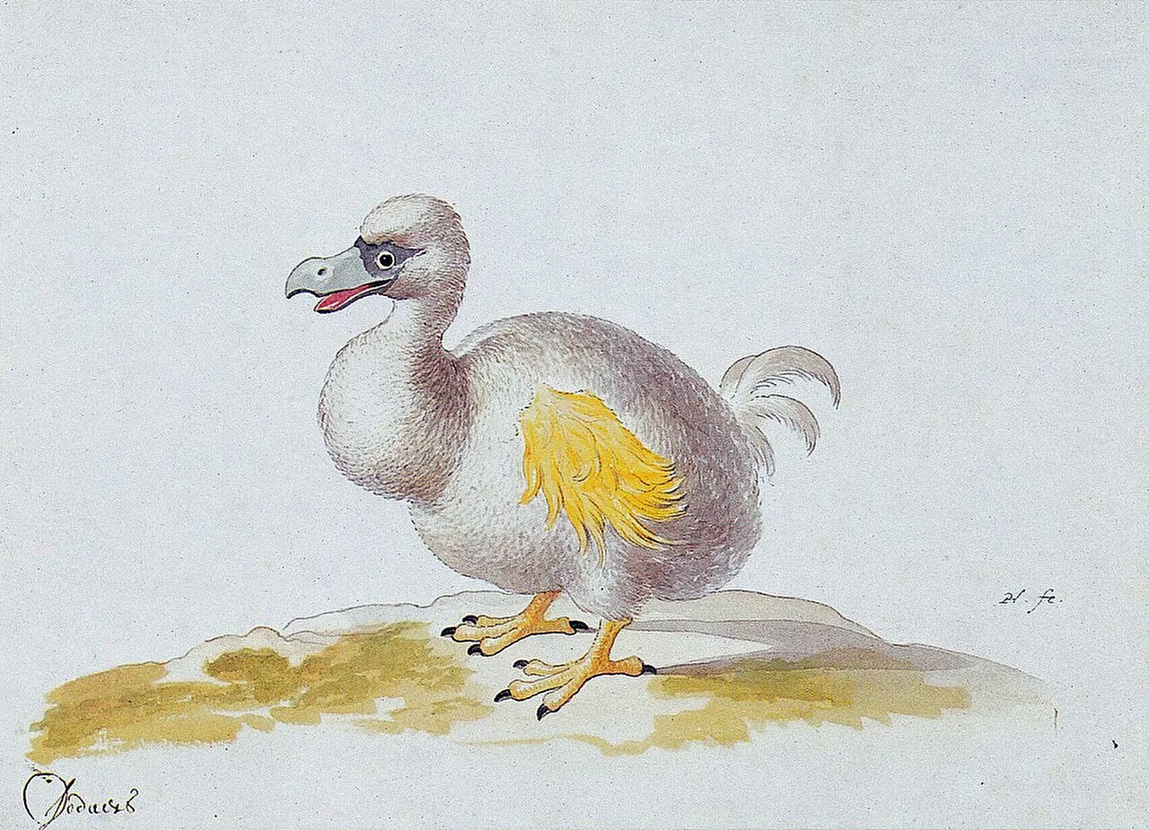 Pieter Withoos's late 17th-century painting of a white dodo among other birds, the first of such paintings to be discove