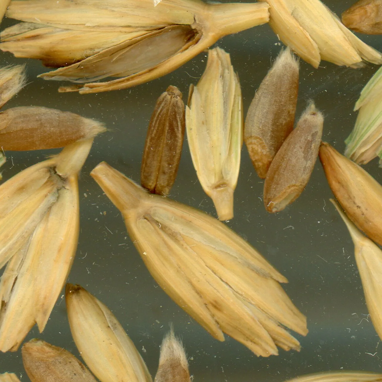 Harvested emmer has shattered into spikelets, the husks remaining around the seeds.