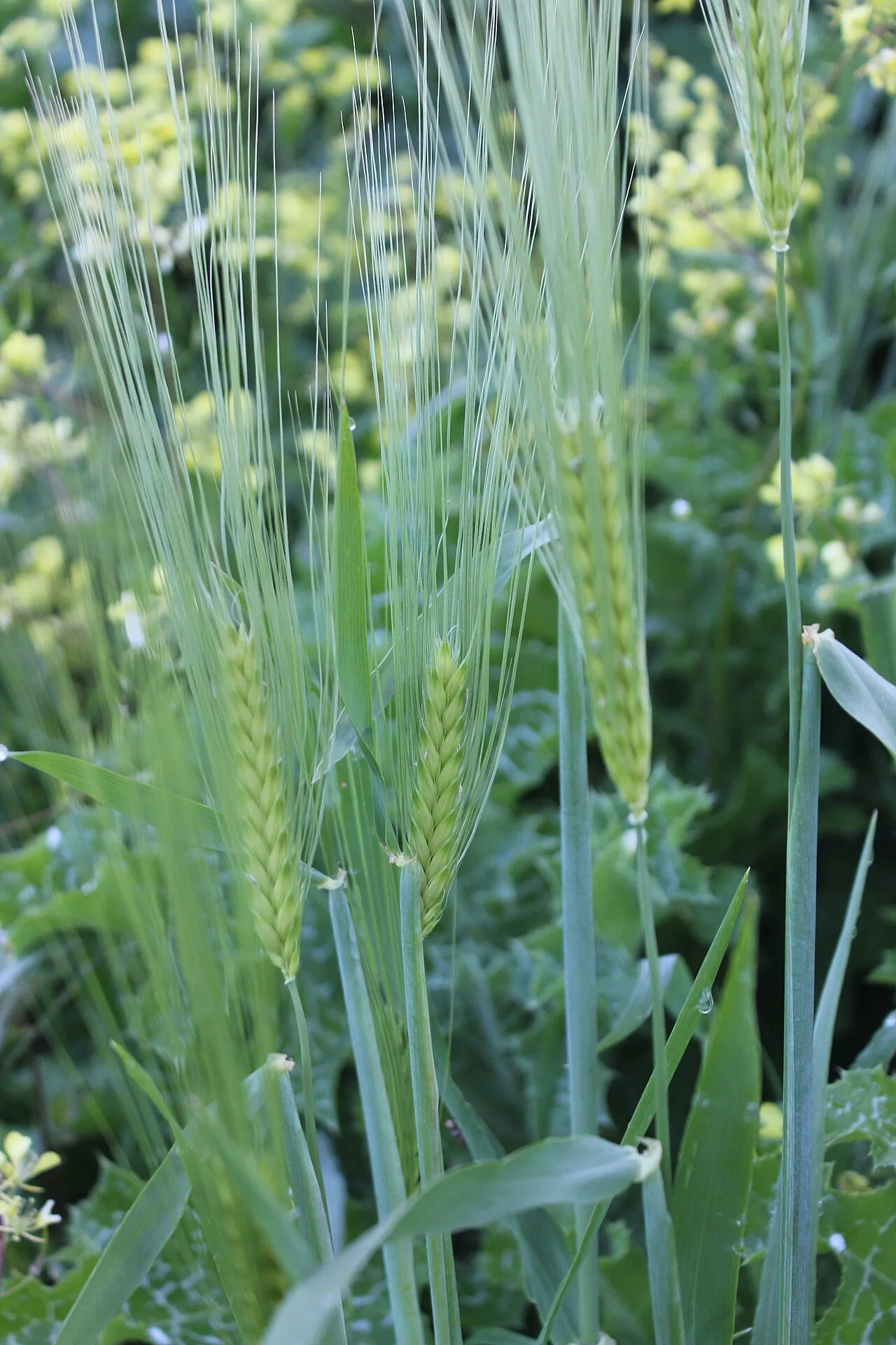 Wild emmer still grows in the Near East.