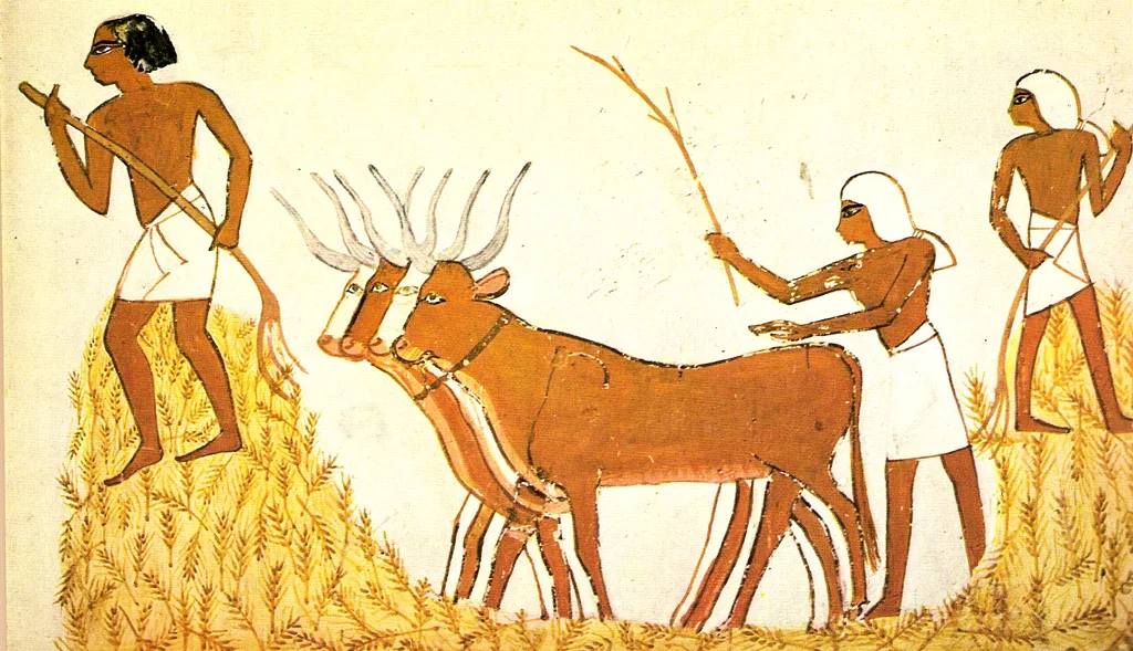 Threshing in ancient Egypt, where emmer was widely used for bread[33]