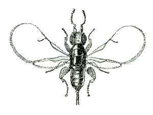 Blastophaga psenes female