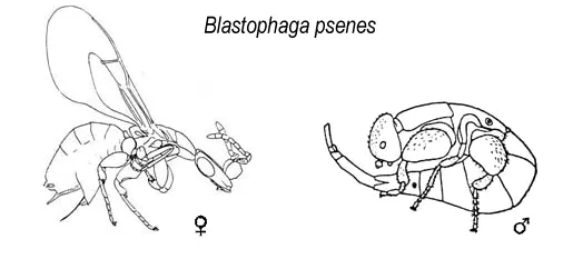 Female (left, with long ovipositor) and male Blastophaga psenes