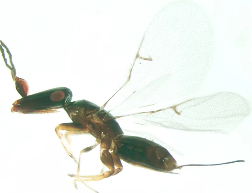 Pleistodontes sp. female