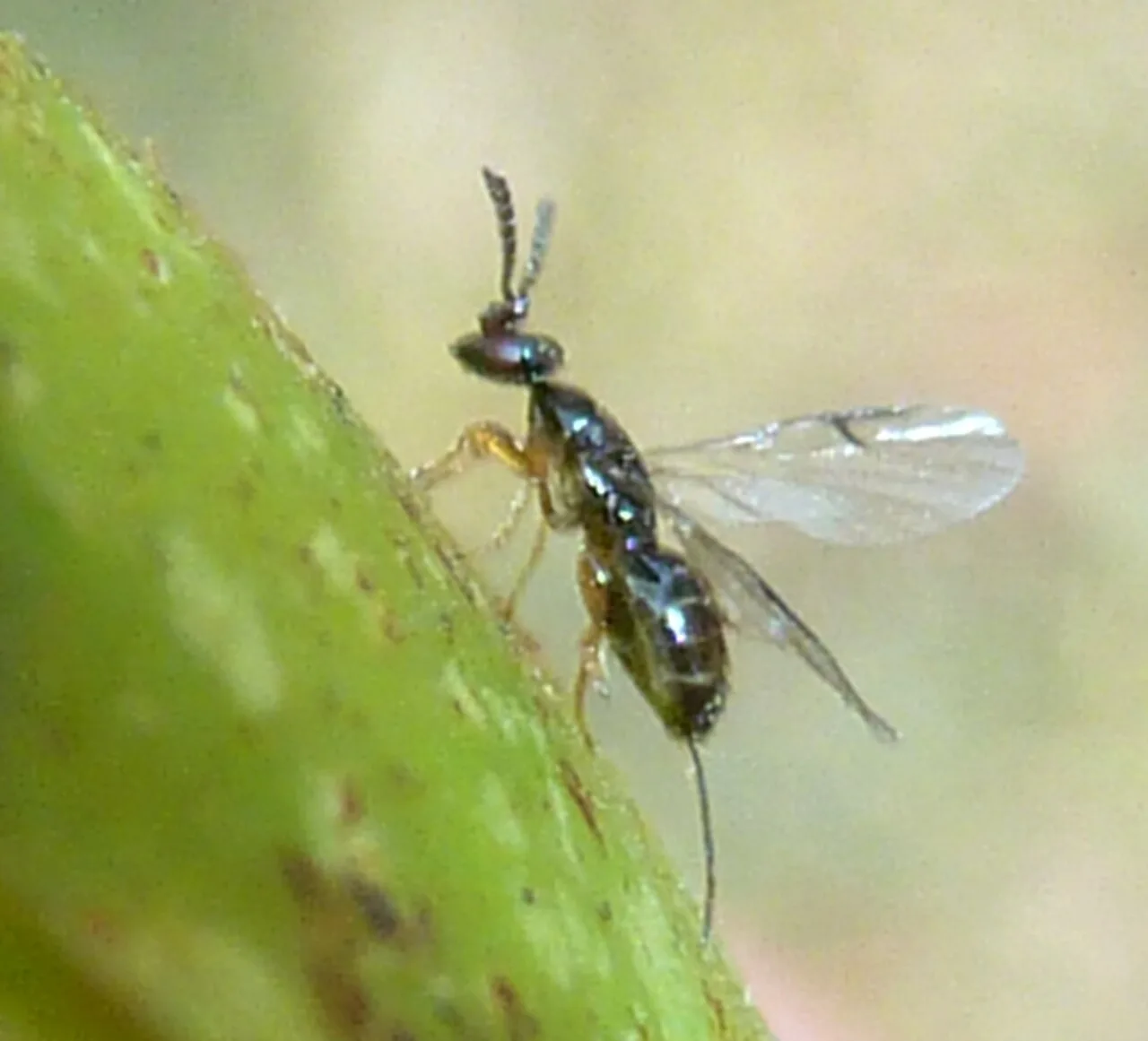 Ceratosolen species are pollinators of the Sycomorus, Sycocarpus and Neomorphe sections of Ficus.[12]
